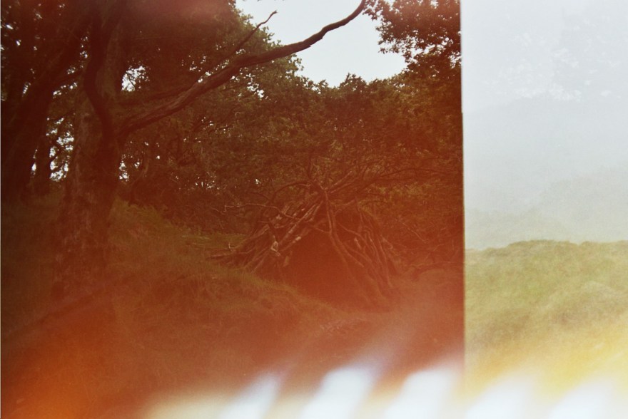 Woods (Lingering Curse)