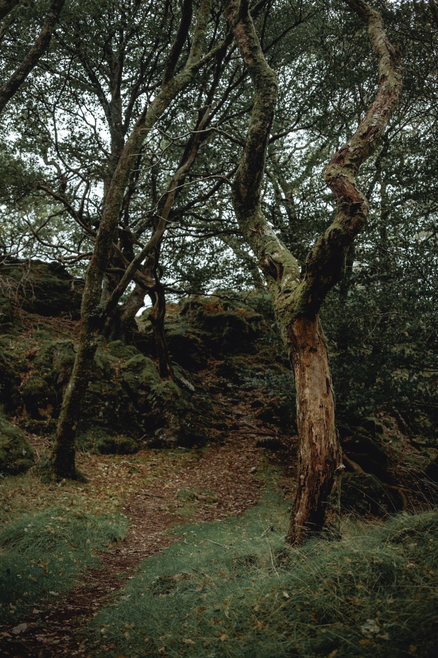 Wooded Path To The Hill Fort Ruins